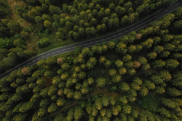 鸟瞰森林和乡村道路 — 图库照片
