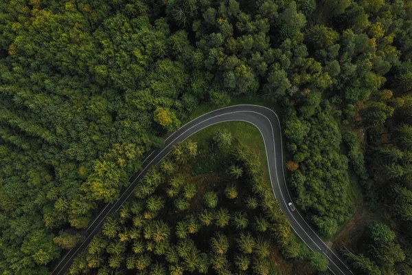 curved Road surrounded by trees in the forest, drone shot