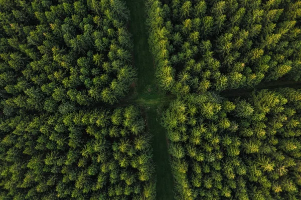 Vue Aérienne Des Sentiers Forestiers Allemagne Photo Prise Avec Drone — Photo