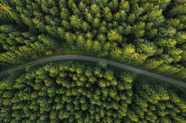 从无人驾驶飞机看森林中弯曲的路径 — 图库照片