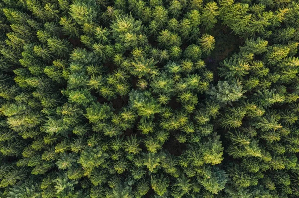 空中俯瞰森林中的松树 无人机摄影 — 图库照片