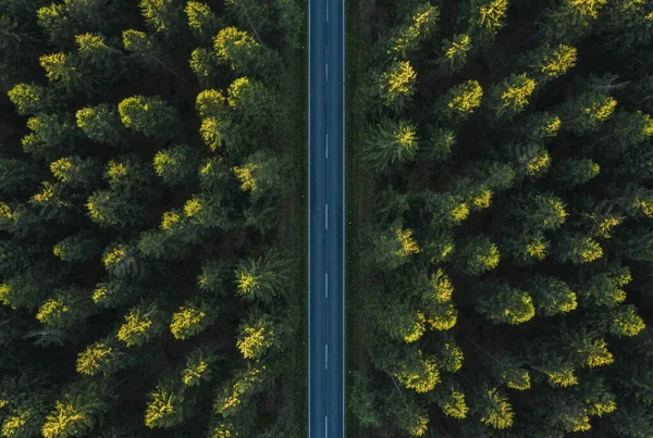 Forest Road Drone View — Zdjęcie stockowe