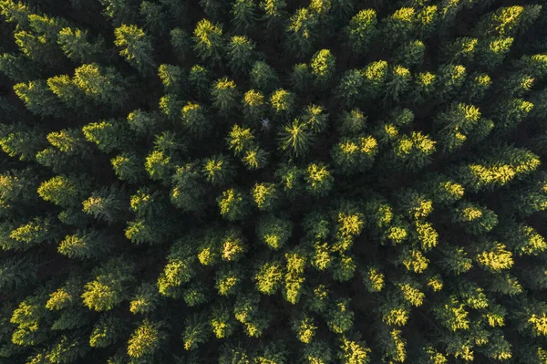 森林无人驾驶飞机视图 — 图库照片