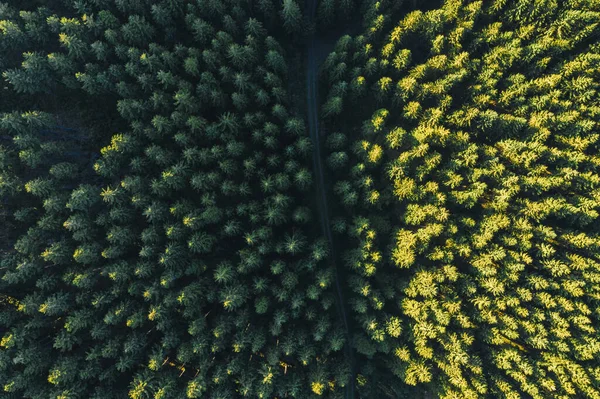 森林中夏季绿树的空中顶视图 — 图库照片