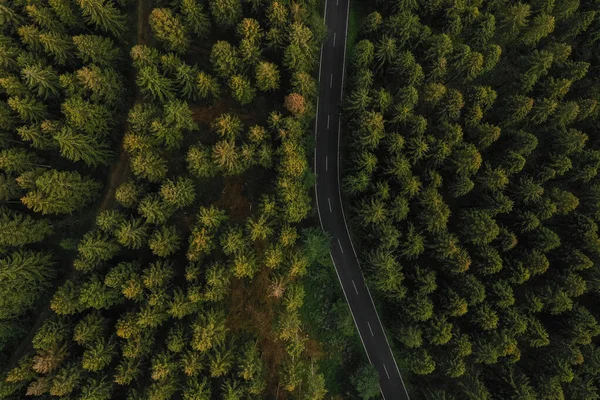 Вид Воздуха Лес Проселочную Дорогу — стоковое фото