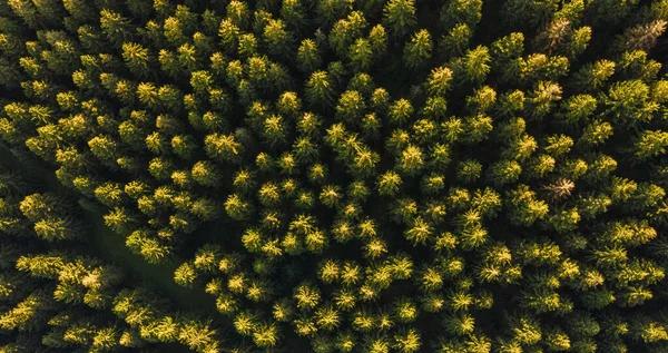 Vista Aérea Los Árboles Verdes Verano Bosque Drone Shot —  Fotos de Stock