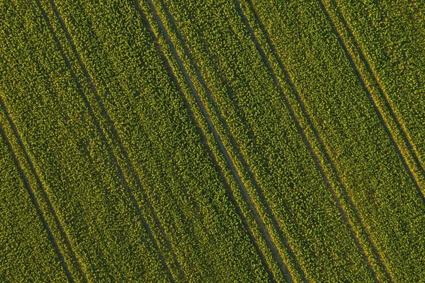 Jordbruksmark Från Ovan Flygbild Frodig Grön Fil Från Drönare — Stockfoto