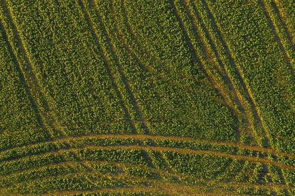黄色と緑の色で異なる作物の農業小包の幾何学的形状を抽象化します 飛行場の真上のドローンからの航空写真 — ストック写真