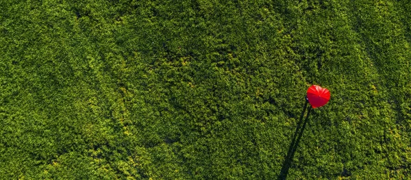 Herzförmiger Roter Regenschirm Auf Einer Grünen Sommerwiese Drohnenschuss Aus Der — Stockfoto