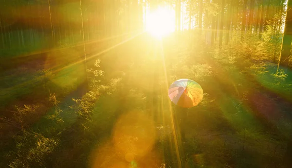 Luftaufnahme Eines Mannes Mit Regenschirm Sonnenlicht Wald Blick Von Einer — Stockfoto