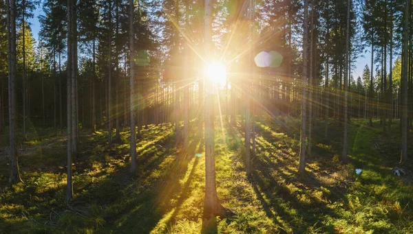 Bosque Retroiluminado Por Luz Del Sol Dorada Antes Puesta Del — Foto de Stock