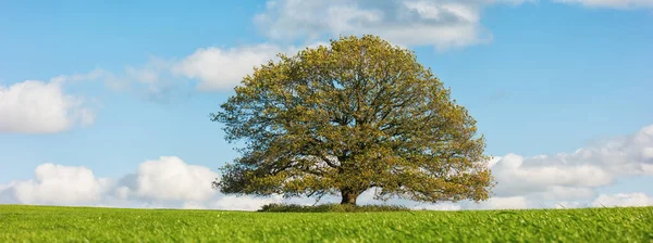 オークの木と青い空の秋の風景 — ストック写真