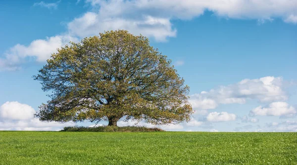 孤独のオークの木と秋の風景 — ストック写真