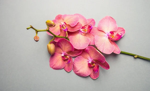 Hermoso Orquídea Flores Fondo — Foto de Stock