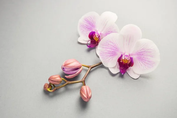 Krásná Růžová Orchidej Květina Pupeny — Stock fotografie