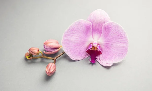 Orquídea Blanca Con Brotes Sobre Fondo Gris — Foto de Stock