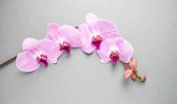 Růžová Orchidej Šedém Pozadí — Stock fotografie