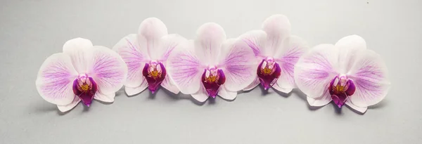 Krásné Orchideje Květiny Řadě — Stock fotografie
