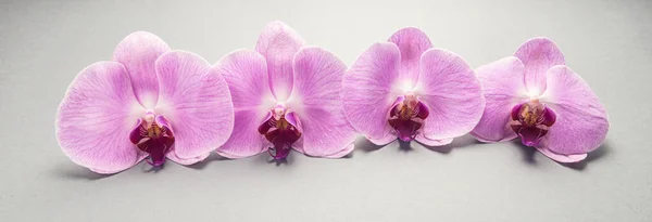 Belle Fleur Rose Orchidée Dans Une Rangée — Photo
