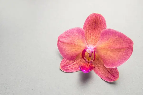 Flor Orquídea Sobre Fondo Gris — Foto de Stock