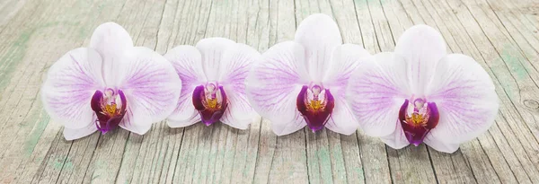 Phalaenopsis Flores Orquídea Una Fila Sobre Fondo Madera — Foto de Stock