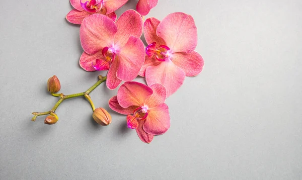 Ορχιδέες Λουλούδια Στο Κλαδί Γκρι Φόντο — Φωτογραφία Αρχείου