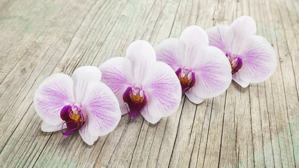 Hermosas Flores Orquídea Phalaenopsis Sobre Fondo Madera —  Fotos de Stock