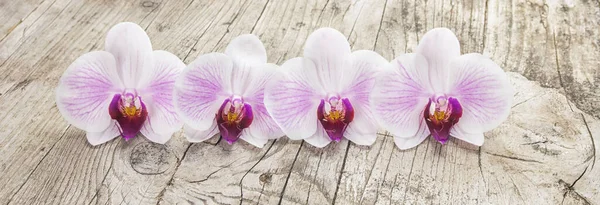Orquídeas Brancas Flor Phalaenopsis Sobre Fundo Madeira — Fotografia de Stock