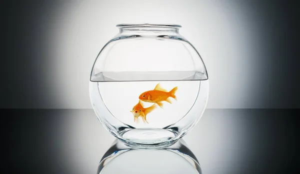 Goldfish Couple Fishbowl — Stock Photo, Image