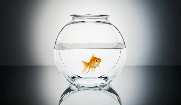Goldfish Fishbowl — Stock Photo, Image