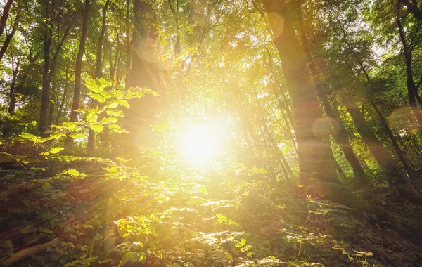 Сонце Світить Вибухівкою Ліс — стокове фото