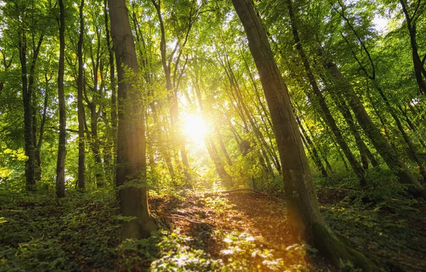 Słońce Pięknie Oświetla Las — Zdjęcie stockowe