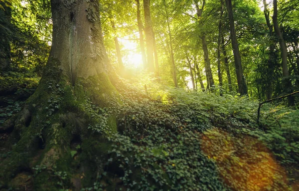 Лісове Дерево Освітленням Сонячного Світла Вранці — стокове фото