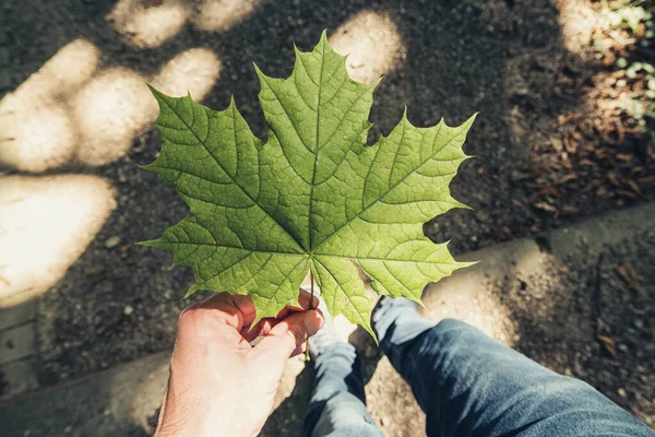 Αρσενικό Χέρι Κρατώντας Φύλλα Μια Καλοκαιρινή Ημέρα Στο Δάσος Άποψη — Φωτογραφία Αρχείου