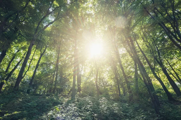 Яскраве Сонце Сяє Лісі — стокове фото