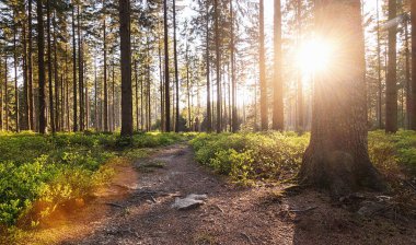 Sessiz patika Ormanı ilkbaharda Parlak güneş ışınlarıyla