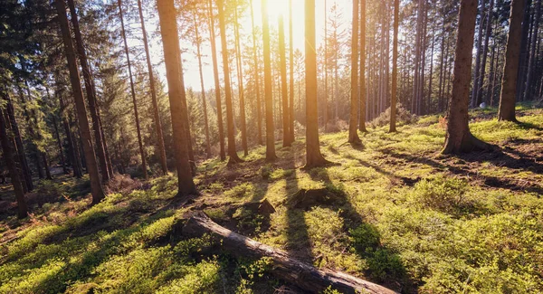 Luz Solar Manhã Floresta — Fotografia de Stock