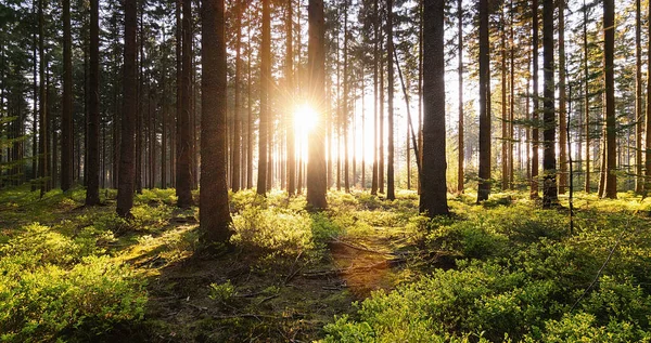 美しい明るい太陽の光のパノラマビューで春の静かな森 — ストック写真