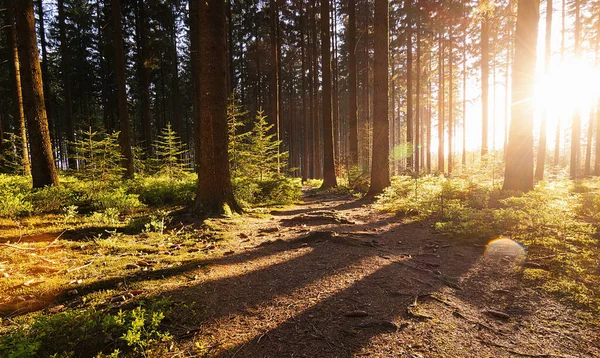 Bosque Silencioso Primavera Con Hermosos Rayos Sol Brillantes — Foto de Stock