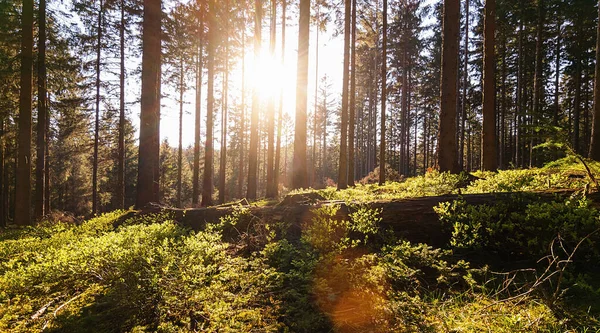 Floresta Silenciosa Primavera Com Belos Raios Sol Brilhantes — Fotografia de Stock