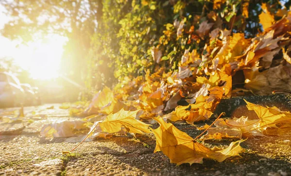 Autumn Leaves Pavement Bright Sunlight — Stock Photo, Image