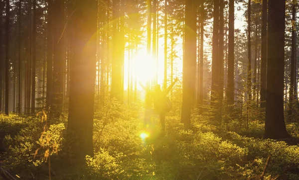 幸せな若いハイカーは 森の中で日没時に手を挙げた Travel Life Concept Image — ストック写真