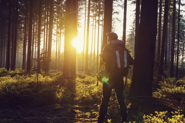 hiker stands in a forest and looks in to the sunset light. Adventure, travel, tourism, hike concept