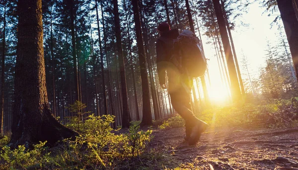Vandrare Med Ryggsäck Promenader Skogen Och Njuter Natur Och Solljus — Stockfoto