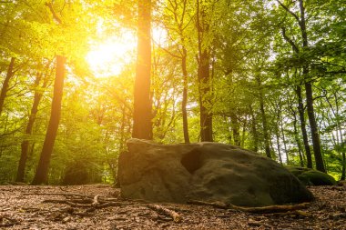 Siklopedi taşları olan sihirli peri masalı ormanı. Kozalaklı orman güneşi sıcak ışınlarını büyük taşların üzerindeki yapraklara saçıyor. Gizemli atmosfer.