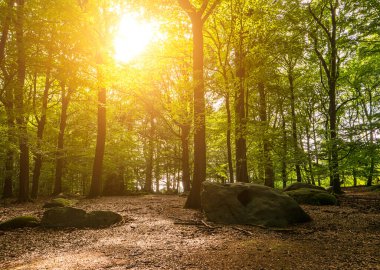 Taze yeşil yaprak döken ağaçlardan ve eski taşlardan oluşan manzaralı bir orman. Güneş, sıcak ışınlarını yeşilliklere saçıyor.