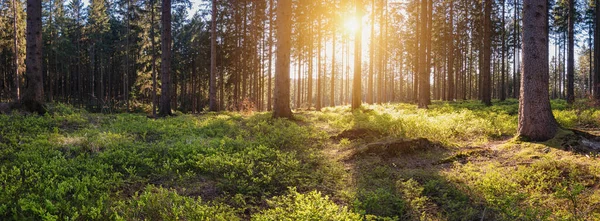 Panorama Paisagem Uma Floresta Pôr Sol — Fotografia de Stock