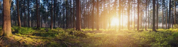Panorama Uma Floresta Cênica Nascer Sol — Fotografia de Stock