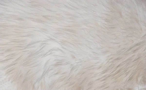 White Long Hair Fur Background Texture — Stock Photo, Image