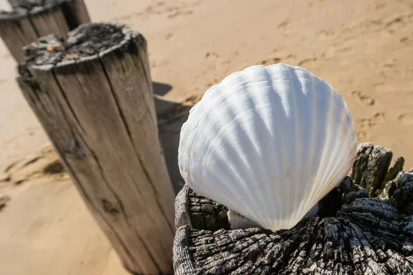 Shell Beach Groyne North Sea — Stock Photo, Image